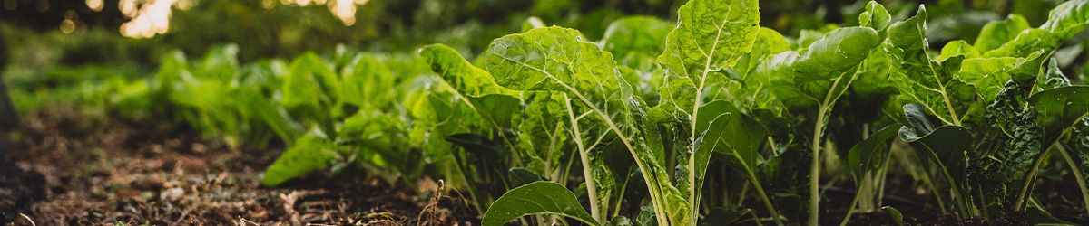 Navigating New Norms: Retailer Requirements for Biodiversity and Pest Management
